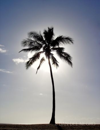 Sun Palm
