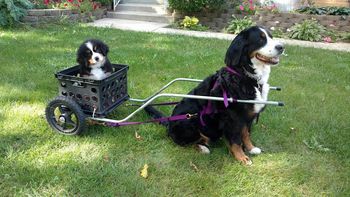 Auntie Tipsy shows her how to cart, 8 wks
