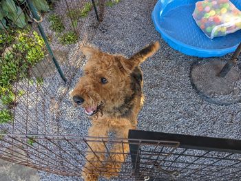 Quinn says Hi!  He's a very friendly and playful Airedale.
