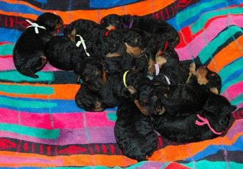 Puppies at two days and the following photo at two weeks!!!!!!!!!!!!!!!!!!!!
