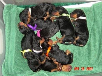April 27th & 28th, 2007: the days LiL'ER and her 8 litter mates were born.
