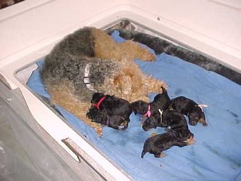 THE PUPPIES ARE ONE WEEK OLD TODAY 3/24/2006. MY HAVE THEY GROWN!!!!!!!!!!!!!!!
