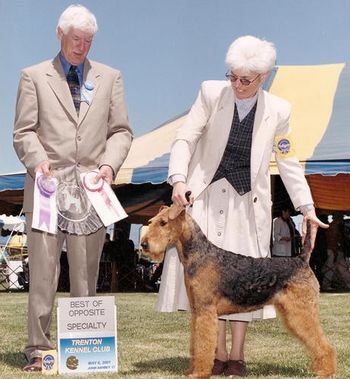 ANNA, GOING WINNERS BITCH AND BEST OF OPPOSITE SEX FOR A 5 POINT MAJOR. SHOWN BY CO-OWNER KATHI WOOD AT THE NORTHERN N.J. AIREDALE CLUB SPECIALTY SHOW, TRENTON, N.J. MAY 2001
