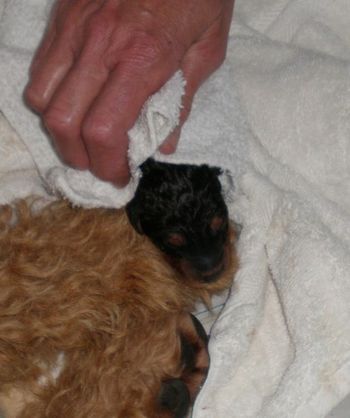 This puppy is just minutes old~~~~
