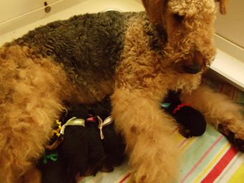 Then there were 10, beautiful healthy puppies, mom is exhausted but such a wonderful girl
