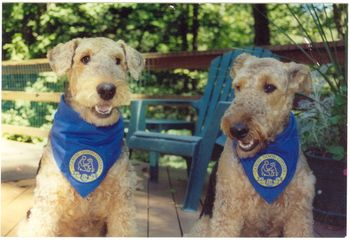 Rawleigh and Riley of Saranac Lake, NY. Canine Good Citizens and Therapy dogs.
