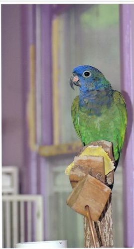 "Roswell" a Blue Capped Pionus Parrot
