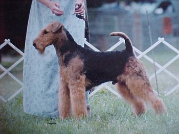 Ch. Trevorwood James Bond, affectionalely know as Bond. He is the Daughter of Jackie J x Ch. Terrydale's International Affair. He finished his Championship by winning the Terrier Group over some of the country's top terriers.
