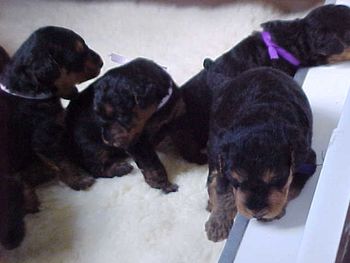 And now they are THREE weeks old!!!!!!!!!! as shown in the next eight photos!!!!!!!!!!
