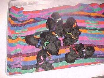Puppies at two weeks old!!!!!!!!!!!!!
