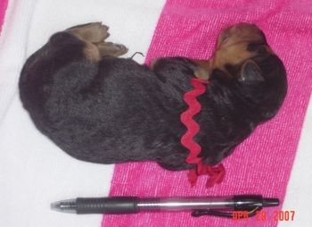 Airedale puppies are so small!!!!
