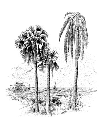 Three Palms...
Pen and Ink  8.5" x 11"
