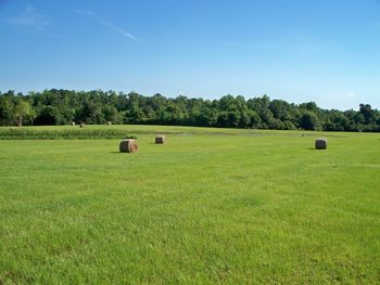 This is another angle of the south pasture looking over one of the food plots and the small technical pond.
