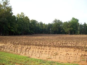 We plant sunflowers and corn which allows us to have a dove shoot and cover to train the dogs in.
