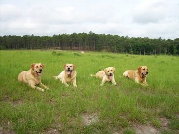 (L to R) Dixie, Roxy, Grace and Thorne take a break at a recent Hunt Test at the H. Cooper Black Field Trial Facility. All but Grace (13 months old) have qualified for the 2009 Master National Retriever Event in Texas this year.
