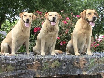 The 2009 Master Nationals--------It's a family thing!!!!!!!!!!!!!! The Elliott Labradors of the Diamond E Farm is excited to have daughter, mom and son headed for Texas. ( L to R) Elliott's "Dixie" Lou MH , HRCH Elliott's Rockin' "Roxy" MH, CGC and HR Elliott's Carolina "Thorne" MH, CGC have qualified to participate in the Master National Retriever Event in Giddings, Texas. Dixie and Thorne are littermates and Roxy is their mom.
