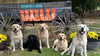 10-12-14 The Elliott Labrador gang had a great time up in Rose Hill, NC this weekend at the Lumber River Retriever Club Fall Event.  Grace competed in a 3 day AKC Master Hunter event under seasoned judges Rick Vaughan and Robert Rascoe (2015 Master National Judge).  Grace earned a qualifying score which will go towards her points accumulation for an invitation to compete in the 2015 Master Nationals.  Grace’s (4) pups, Lilly, Faith, Blaze and Reverend competed in the 2 day Senior Hunter stakes under AKC judges Allison Ward, Clint Jackson, Joel Hardy and Roy Barber.   The pups did a great job adapting to the pressure of the competition world and Faith earned her Senior Hunter title.  Angie and her “Mellow Yellow” crew are looking forward to their next event which will be the Carolinas Retrievers Association event at the H. Cooper Black Field trial Facility near Cheraw starting on November 7th.
