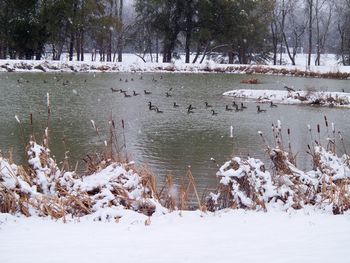 12-26-10 A rare SC snow storm brought several geese and a variety of ducks onto our big tech pond.
