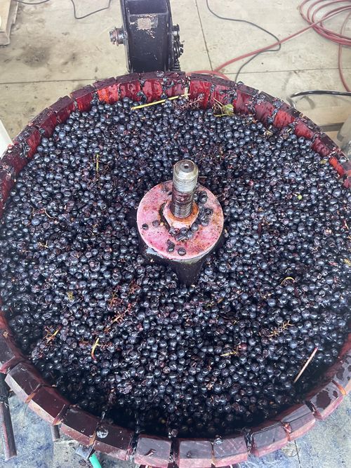 Overhead view of Marechal Foch grapes in the press. The skin of the grapes in dark blue but you can see the bright magenta juice already exploding.