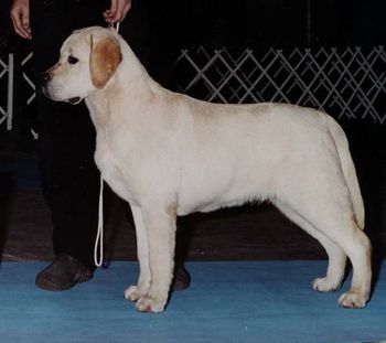 Elhid's Just Playin the Game JH "Player" winning his first Best of Breed! He is owned by Deborah Thomas, Ron Prince, Colleen and Bruce Kincaid.
