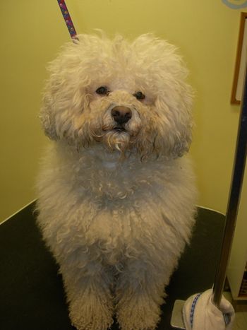 This dog came to our salon completely matted. We could not touch the skin because the coat was thick and tangled.
