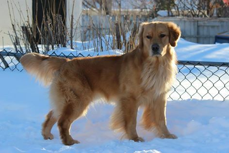 Baloo - after a big snowfall, hanging out in the yard, that is a 4 ft fence behind him.