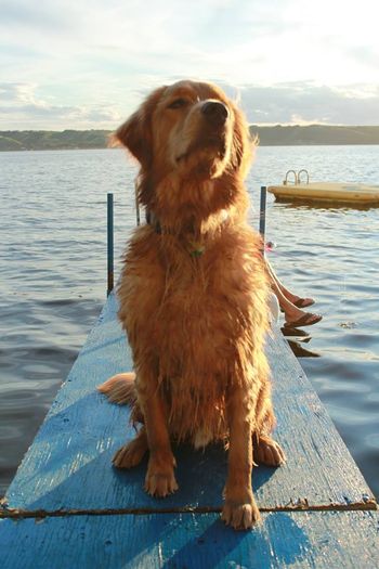 Koa on the dock
