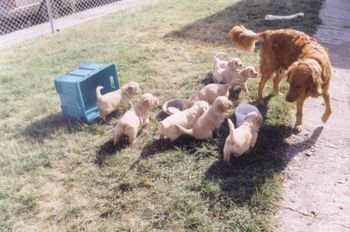 Mercedes and her 3rd litter 1996
