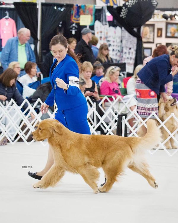 Amanda M. Meyers and Arttu competing in the Open Dog Class at the US National. Oct 2018 at Purina Farms. They went on to be win the class. Congratulations on the lovely win! Go Team Arttu!