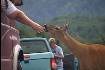 Feeding a deer from the van, during the "Home Invasion" tour.
