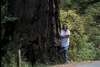 Now that's a TREE! (California Redwoods.)
