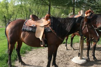 Hi my name is Mary. I am a nine year old bay quarter horse mare. I always love when all the kids come to ride. My favorite thing to do is pole bending. I’m 14.2 hands tall. My best friend is Penny. I love everybody that rides me. I love to be groomed, ridden and I am very loveable. I like to rest my head on kids who love me. When I was younger I was trained to be a barrel horse but then I got sold and ended up at SOMS which is my favorite place in the whole world. Love Mary ~ written by: Faren Bebeau (10) June 2015
