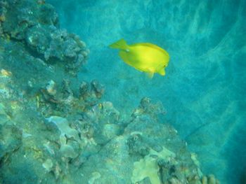 the other world under the sea in Hawaii
