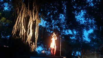 night view of the banyan tree.
