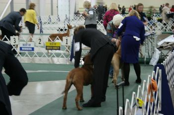 GridIron's Shootin' the Breeze "Daisy" first show. She takes 2nd in the 6-9 month Puppy Bitch Sweepstakes (11/12/2011).

