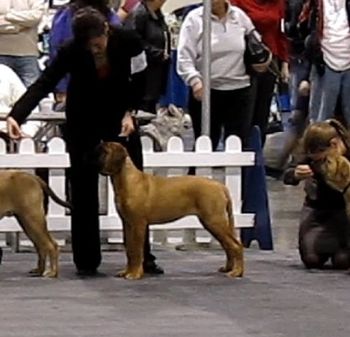 01/22/11 Oakland County Kennel Club, SPECIAL ATTRACTION. Landry wins Breed in the 4-6 month Bullmastiff Puppy Class and takes a Working Puppy Group 3.
