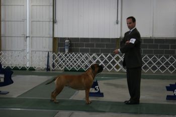 09/18/10 St. Claire Kennel Club, Goodells, MI. Stoli takes Breed and a Group 3. Shown by breeder Anthony Scully.
