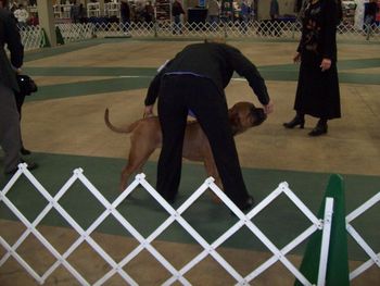 GridIron's Team Captain "Morgan". Her first show she takes 2nd in the 6-9 month Puppy Bitch Class (12/04/11).
