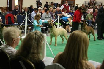 Kristen and Dallas at the 2011 Bullmastiff National Competition.
