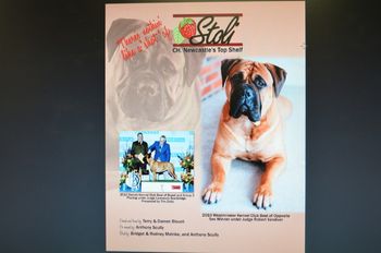 Stoli's Ad in Canine Chronicle May 2010. She was ranked #1 Bitch for March 2010.
