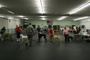 08/18/2008 UKC Show in Kalamazoo, MI. Dallas wins Best of Breed, Group 1, and Reserve Best in Show.
