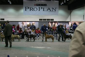 Breed Ring, Detroit Kennel Club. Stoli. The line up. Stoli takes Breed.
