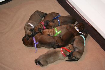 A pile of bullies.
