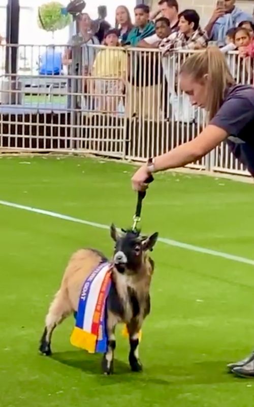 2022 Sydney Royal Show