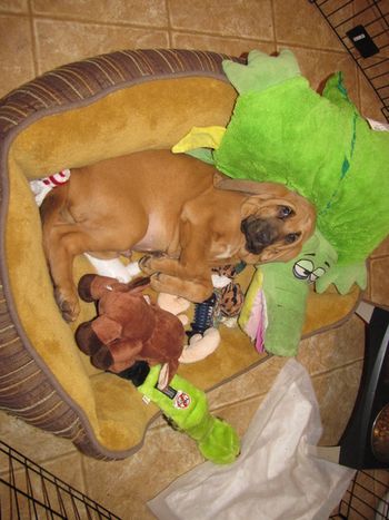 Gus in his is new bed with toys! 2/12
