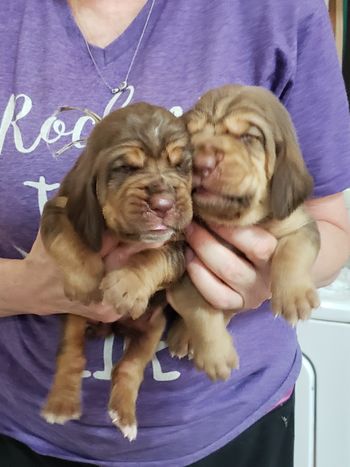 Female and Male liver/tan 7/14/18
