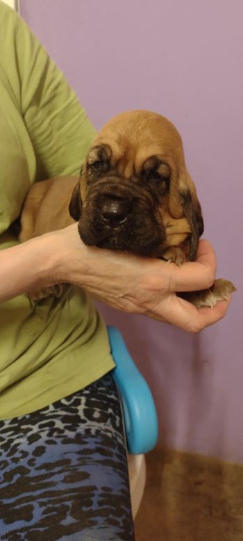 Orange ribbon male 3 weeks 12/8/21
