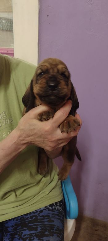 Purple ribbon male 3 weeks 12/8/21
