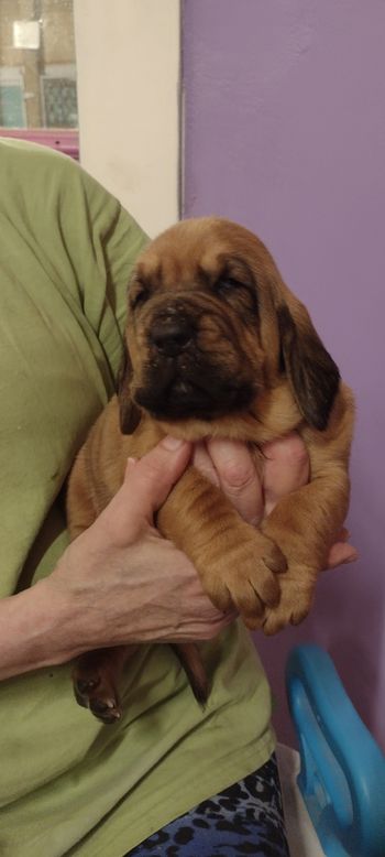 Red ribbon female 3 weeks 12/8/21
