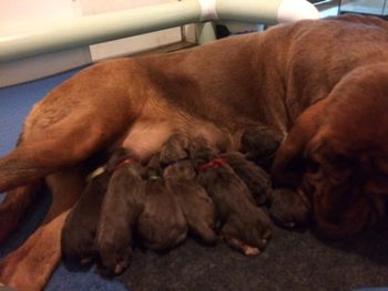 A tired but happy mom with all 8 babies, we ended up with 6 males and 2 females. 5/17/17
